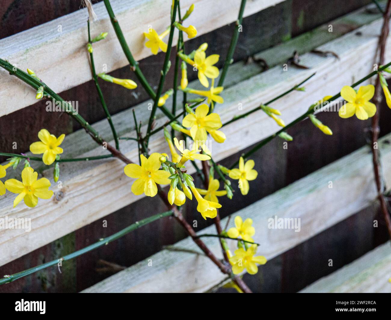 Die hellgelben sternförmigen Winterblumen des beliebten Kletterers Jasminium nudiflorum Stockfoto