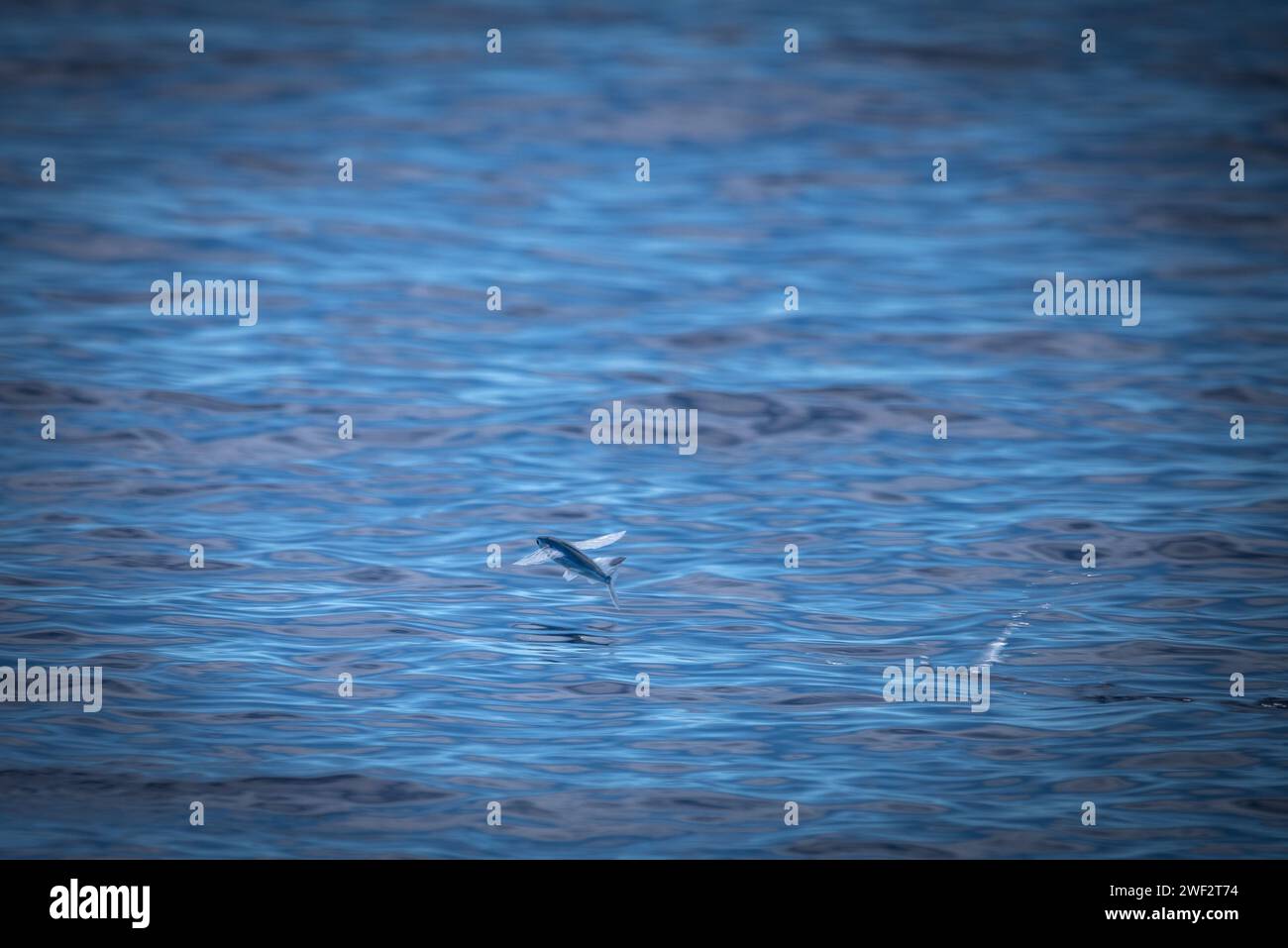 Fischfische Hawaii, Maui Stockfoto