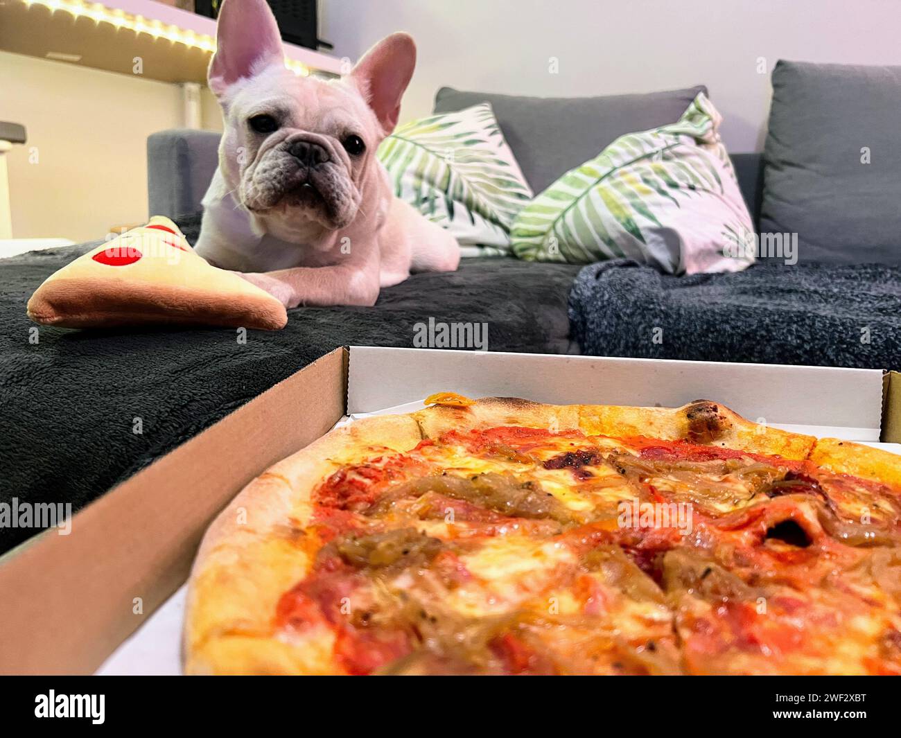 Eine französische Bulldogge, die auf dem Sofa liegt und leckere Pizza ansieht Stockfoto