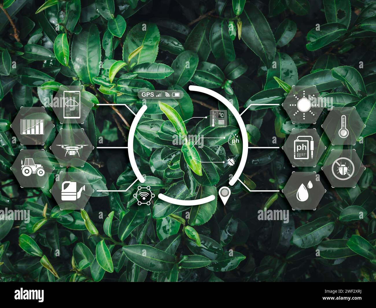 Technologiekonzept für die intelligente Landwirtschaft im Bereich der landwirtschaftlichen Transformation. Digitale Cyber-Anzeige der IoT-Elementsymbole werden auf organischen grünen Teeblättern auf cultiva angezeigt Stockfoto