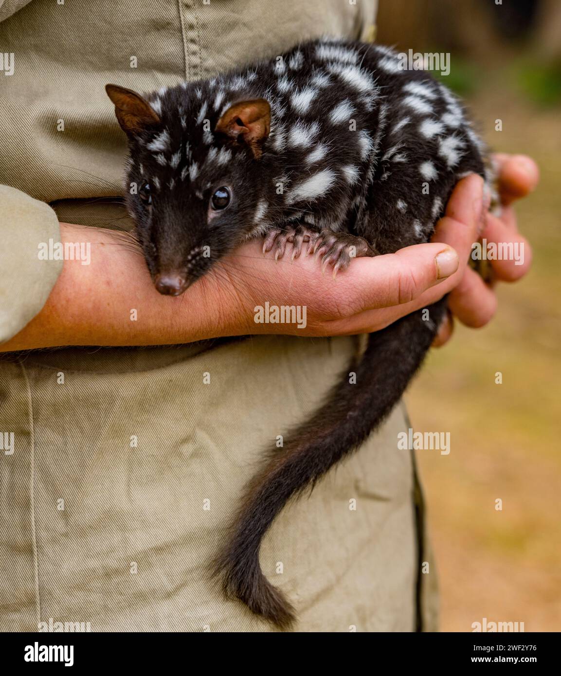 Baby Waisenkinder werden von einem Freiwilligen in Tasmanien, Australien, betreut. Stockfoto
