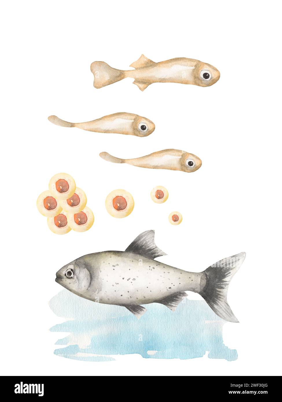 Aquarell Fisch Lebenszyklus Illustration Set, pädagogische Clipart für Kinder, niedliche Ozean Tier Clipart, Kinderzimmer Druck, Bühnen Homeschool Karte Clip Art, Stockfoto