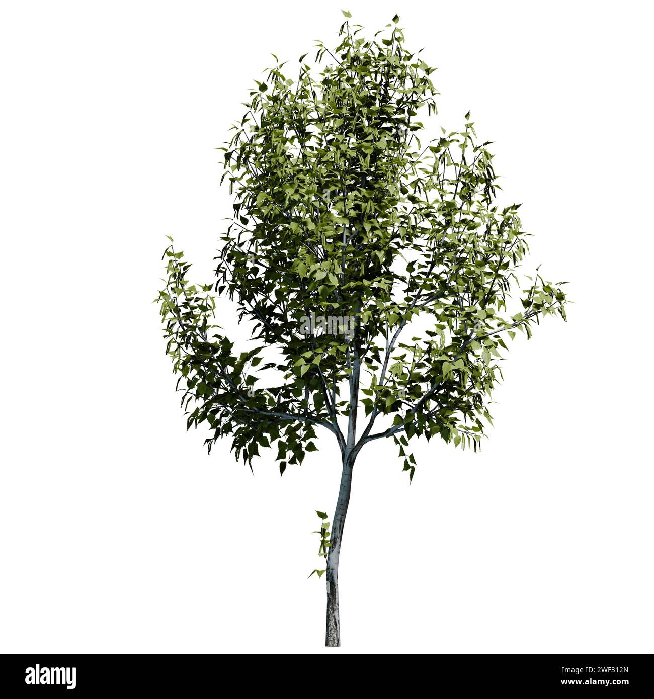 Eine auf weißem Hintergrund isolierte Ansicht mit Birkenbaum-Schriftart Stockfoto