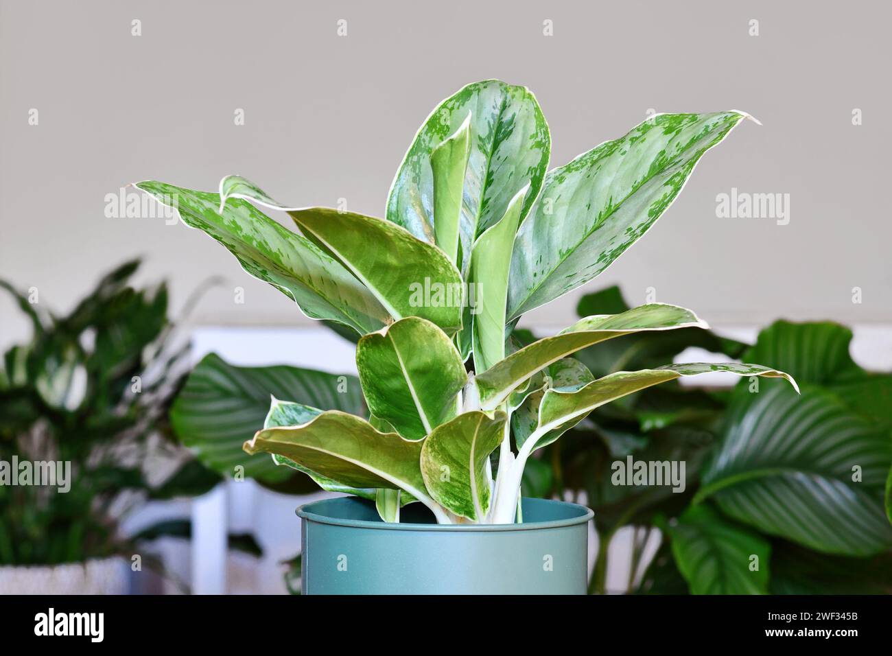 Tropische „Aglaonema Royal Diamond“-Zimmerpflanze mit Silbermuster Stockfoto