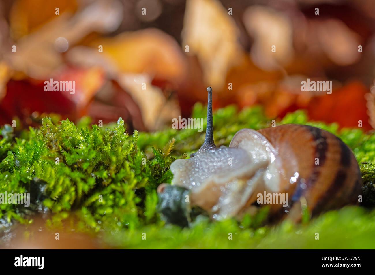 Eine Schnecke mit ihren Antennen, die aus dem Moos ragen. Getrocknete gelbe und rote Blätter. Stockfoto