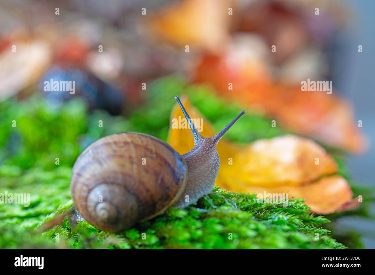 Eine Schnecke mit ihren Antennen, die aus dem Moos ragen. Getrocknete gelbe und rote Blätter. Stockfoto