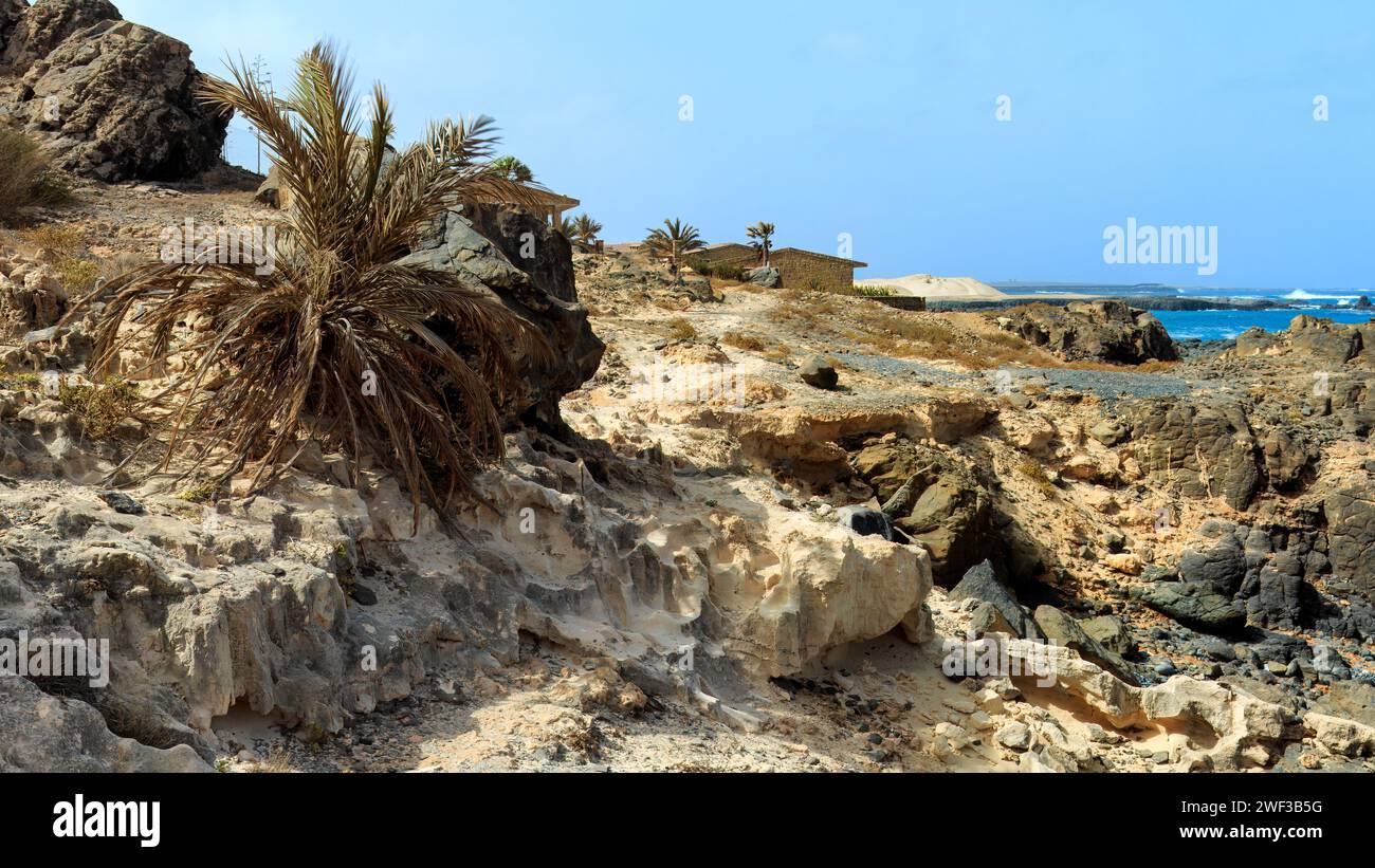 Palme wächst aus einer felsigen Klippe neben dem Meer auf Boa Vista Island, Kap Verde. Hochwertige Fotos Stockfoto