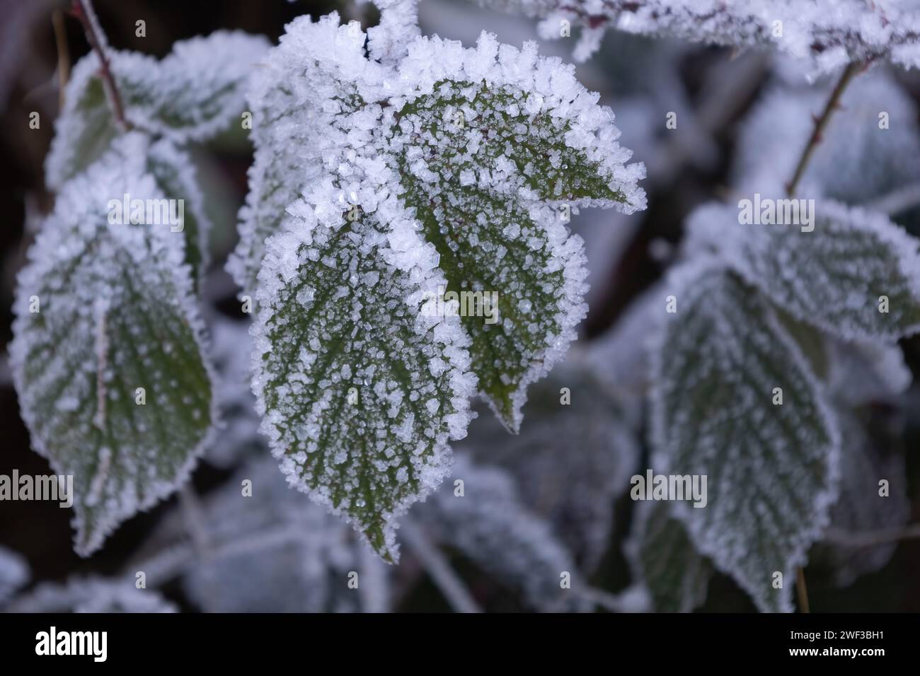 Blätter bedeckt mit Whitefrost Stockfoto