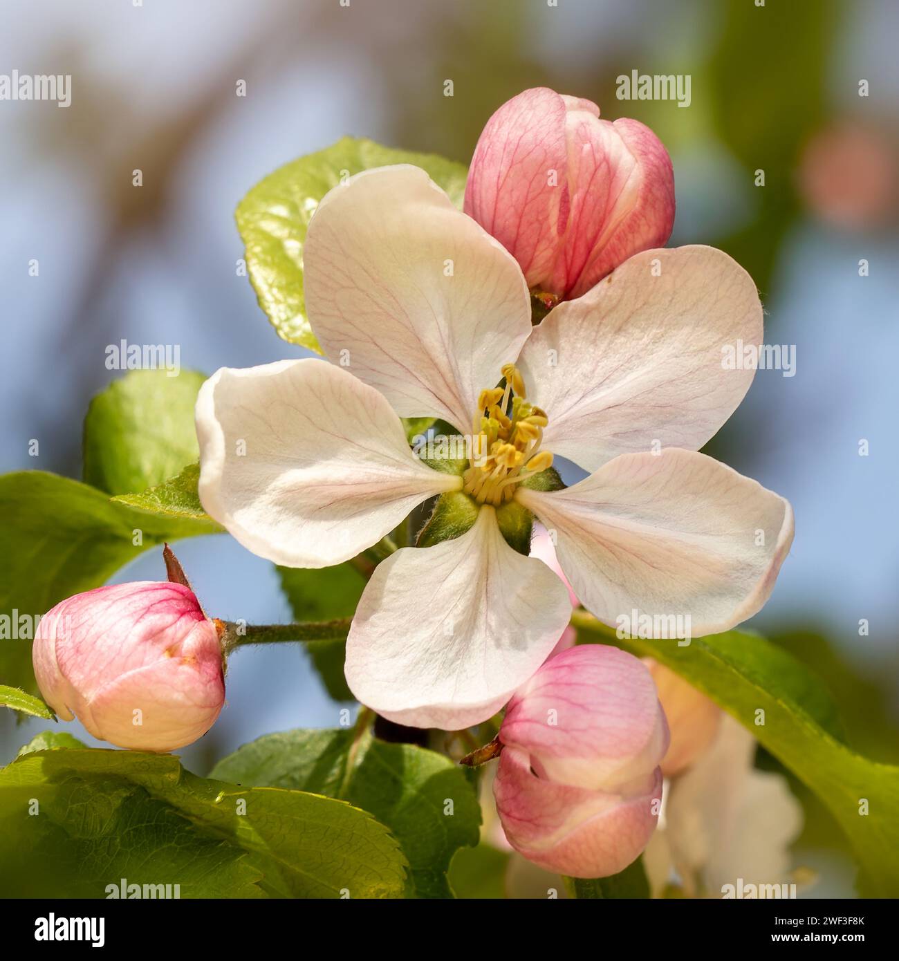 Sanfte rosa Apfelknospen auf sonnigem Hintergrund. Die Fotoproportionen sind eins zu eins. Stockfoto