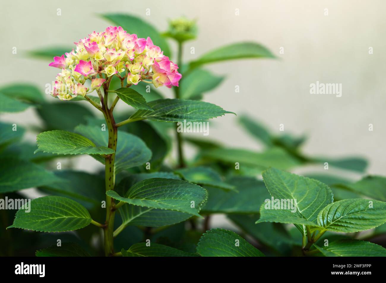 Wunderschöne gelb-rosa Hortensie Macrophylla Blumenköpfe im Tagessonnenlicht Stockfoto