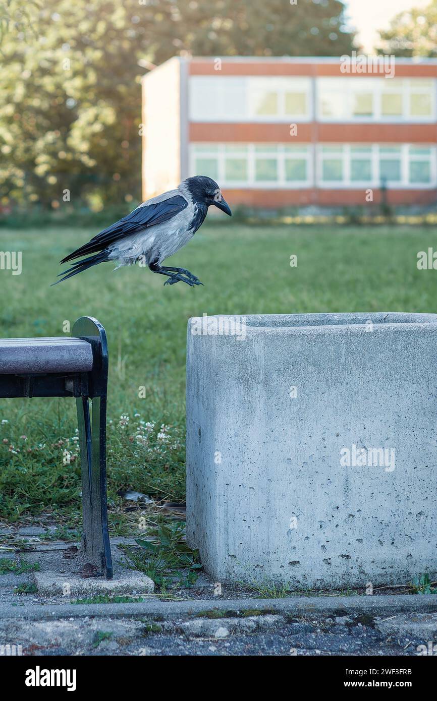 Eine schwarze Krähe wird im Flug fotografiert, sie springt auf eine Mülltonne zu. Stockfoto