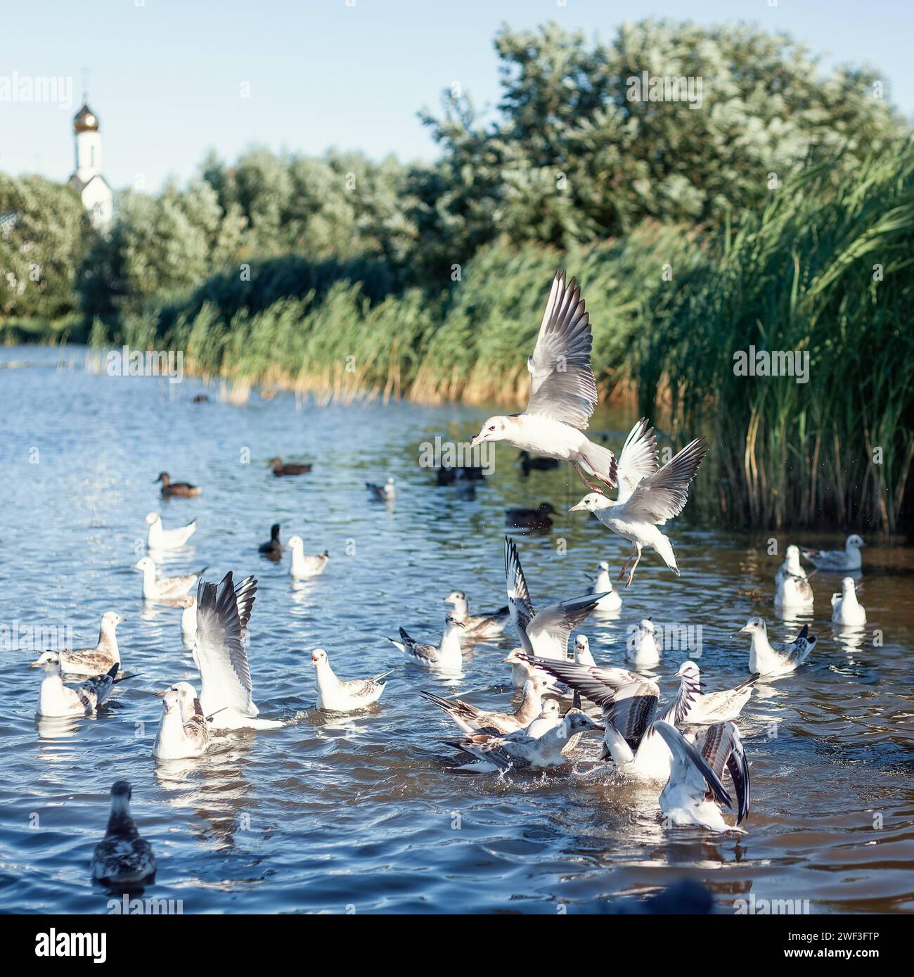 Quadratisches Foto, von wunderschönen weißen Möwen kämpfen um Nahrung im Klaipeda Stadtteich. Stockfoto