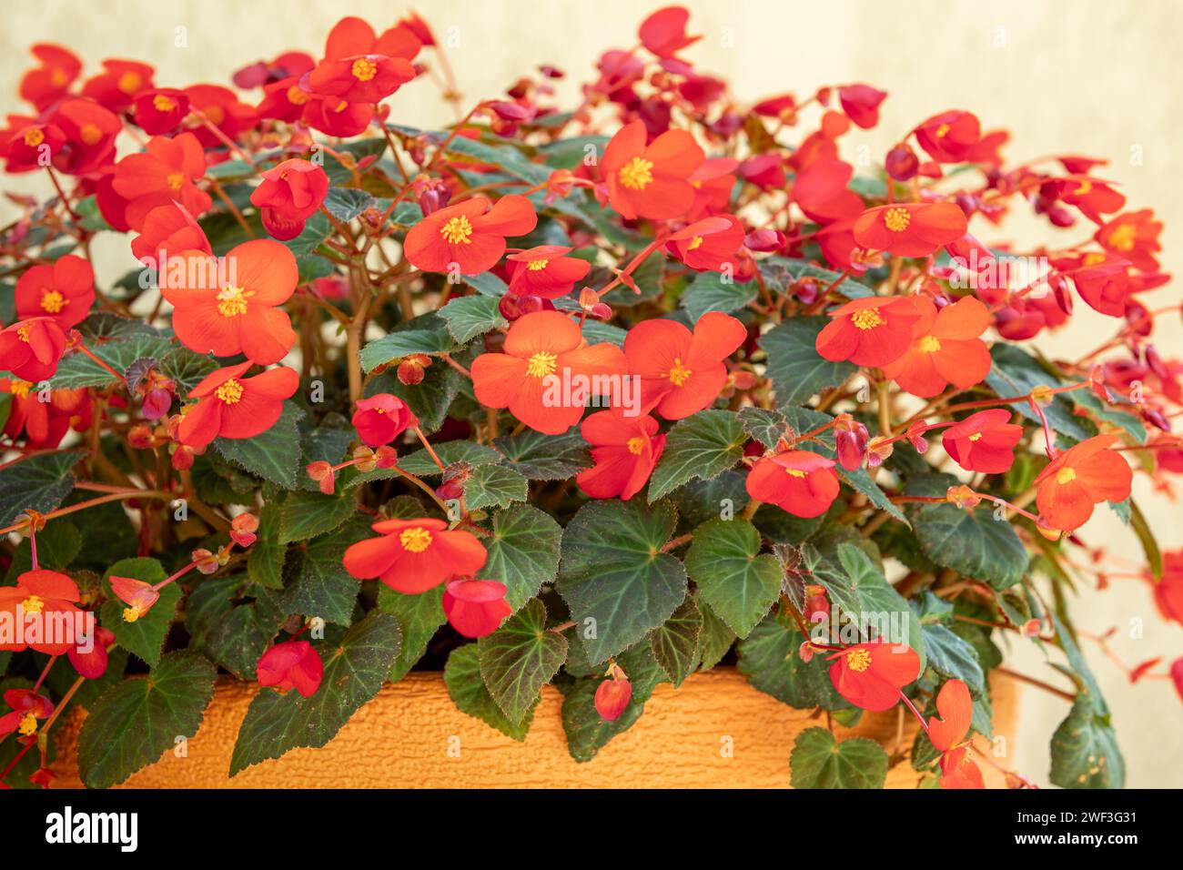 Rot, orange rieger Begonien Blumen Muster Hintergrund und Begonia (Semperflorens) Blatt in Gartenlandschaft. Begonia Wachsblume mit Blättern für den Garten Stockfoto