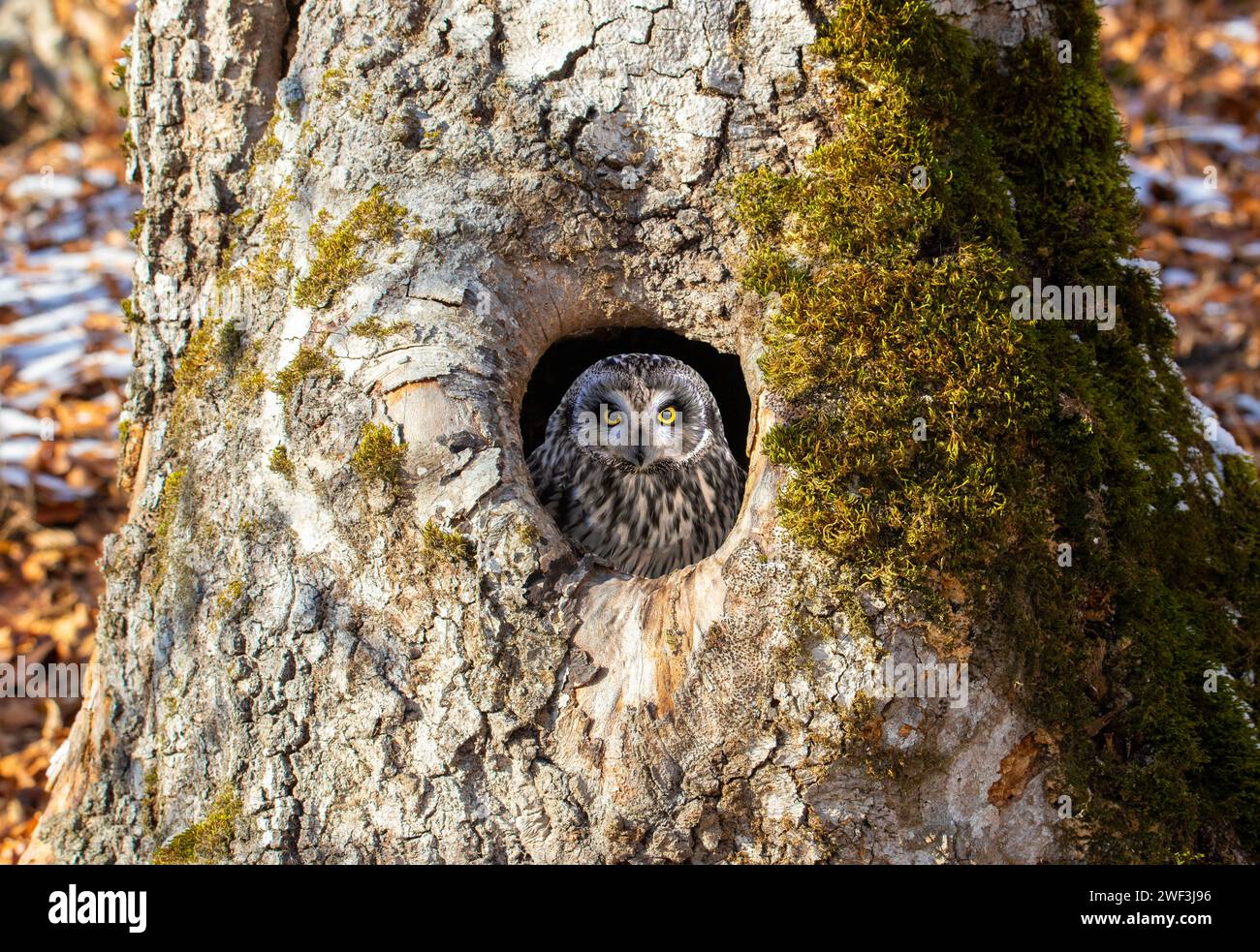 Eine kurzohrige Eule, die aus einer Höhle in einem Baum beobachtet. Stockfoto