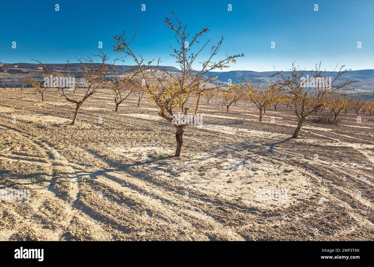 Ein Feld von Mandelbäumen mit Reifenspuren im Boden um die Bäume herum Stockfoto