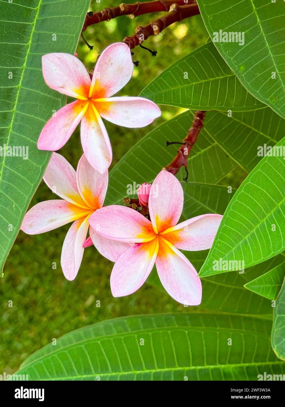 Erfassen Sie das Wesen der Insel Reunion mit dieser exquisiten Nahaufnahme weißer und gelber Frangipani-Blumen, auch bekannt als Plumeria. Die Blüten displa Stockfoto