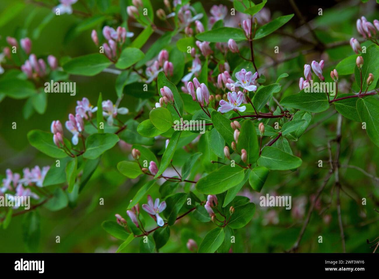 Schöner blühender Busch von Lonicera Tatarica – aus nächster Nähe rosa Blüten, Knospen und grüne Blätter. Naturdetails im Frühling. Stockfoto
