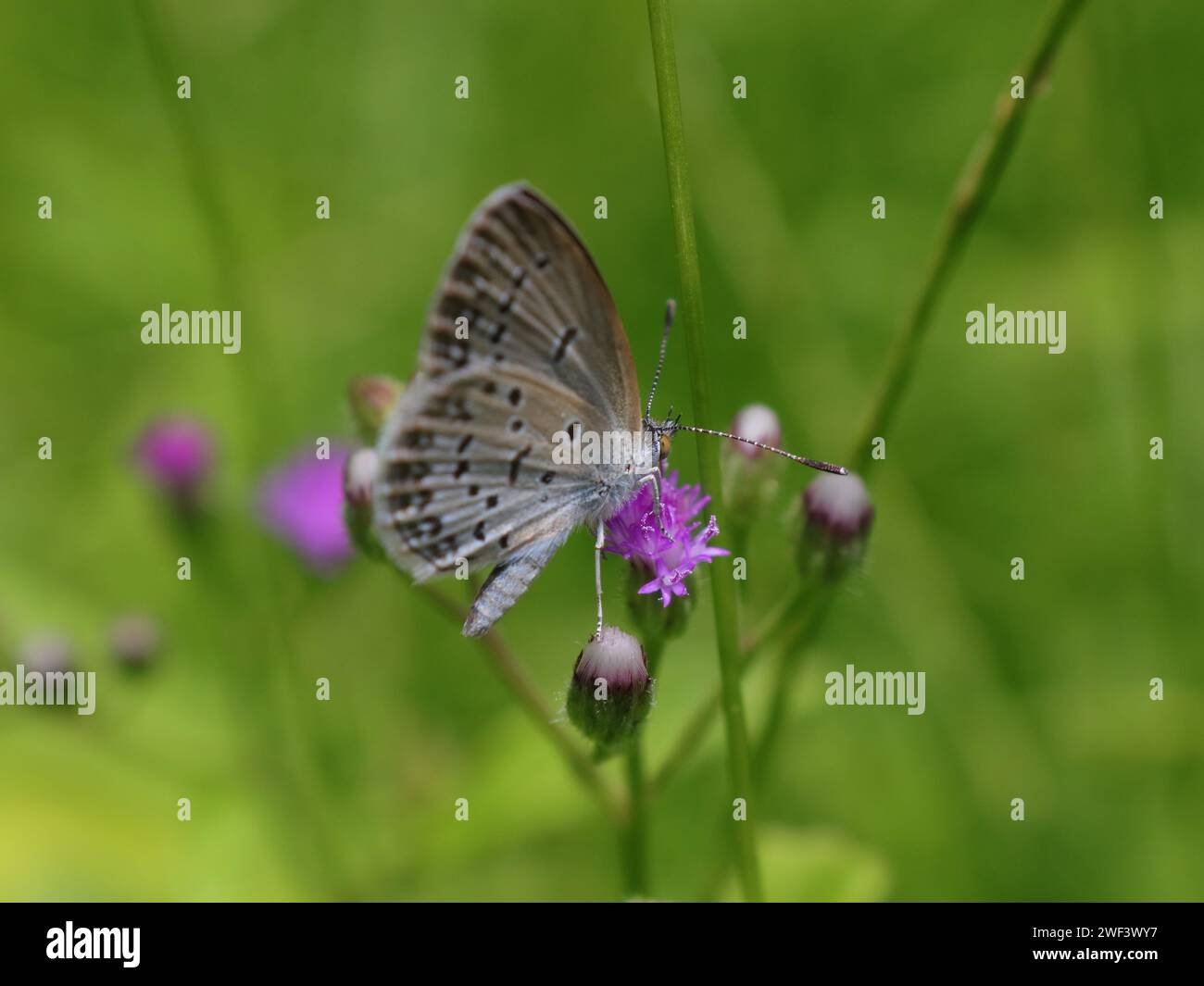 Wunderschöner Schmetterling, der eine violette Magenta-Blume im Garten verzehrt. Lage: Jakarta, Indonesien. Geeignet für Hintergrundbilder, Bildschirmschoner. Stockfoto