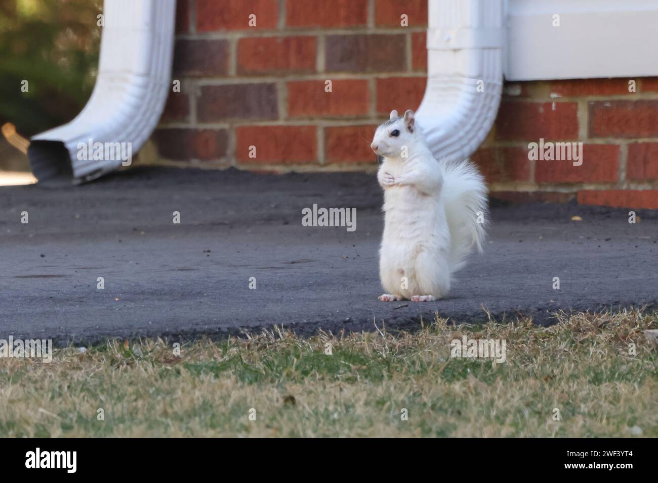 Ein weißes Eichhörnchen, das auf Hinterbeinen auf dem Boden steht. Stockfoto