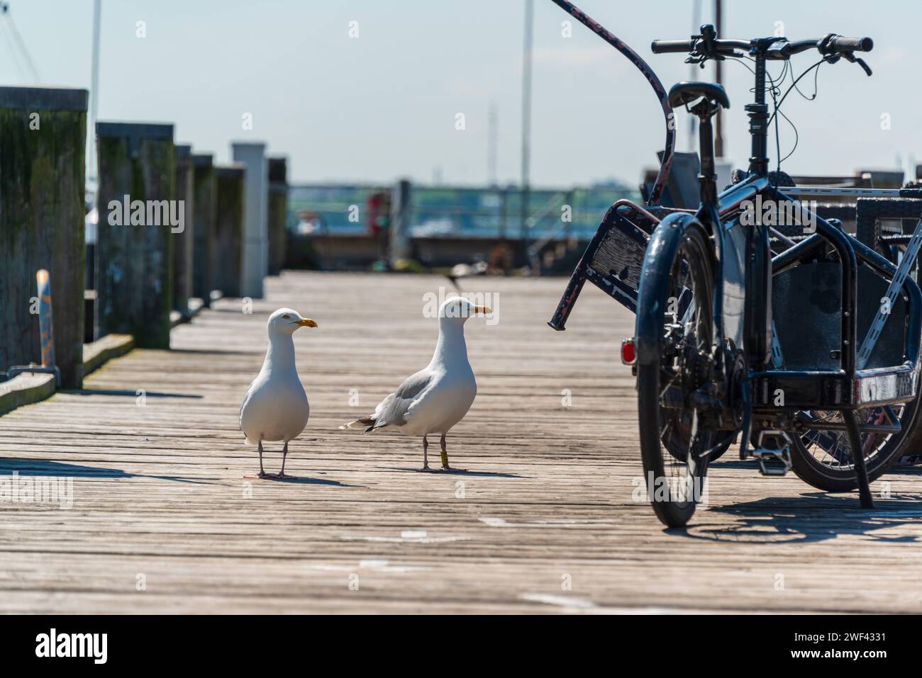 Seemöwen auf einem Bootssteg an der Kieler Förde auf Nahrungssuche *** Möwen auf der Suche nach einem Steg am Kieler Fjord Stockfoto