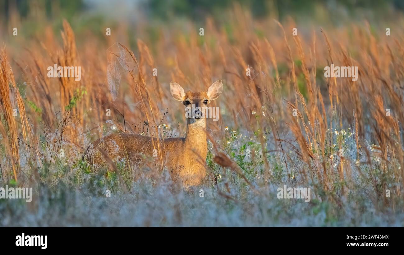 Ein einsamer Hirsch, der in hohem Gras steht. Stockfoto