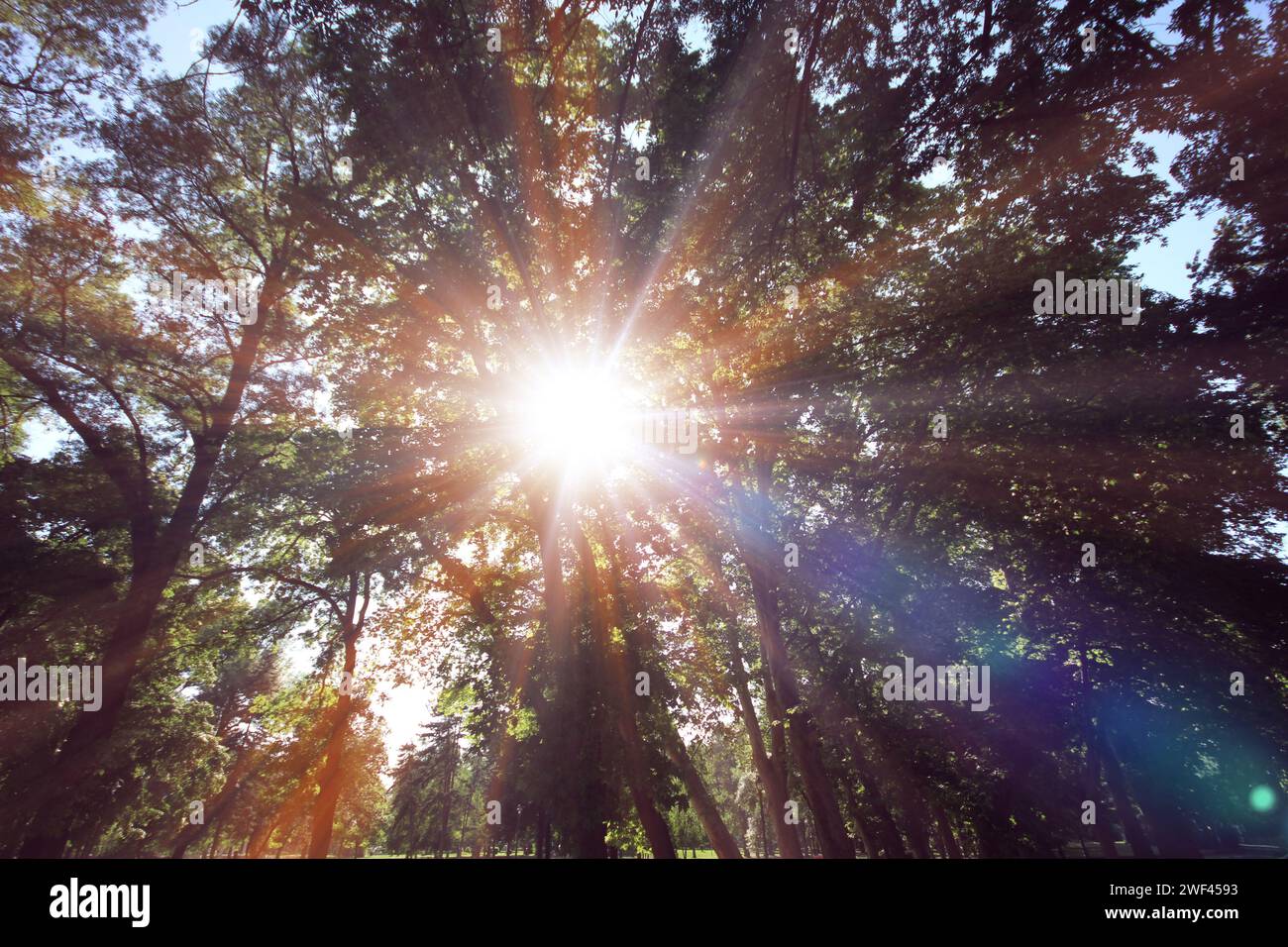Sonnenstrahl Licht über Baum, natürlicher Hintergrund Stockfoto
