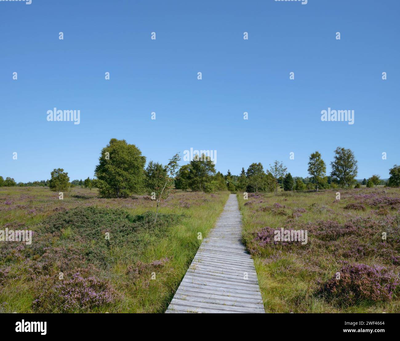 Holzwanderweg im Hohen Venn Moor oder Hautes fagnes Moor, Naturschutzgebiet in Deutschland und Belgien Stockfoto