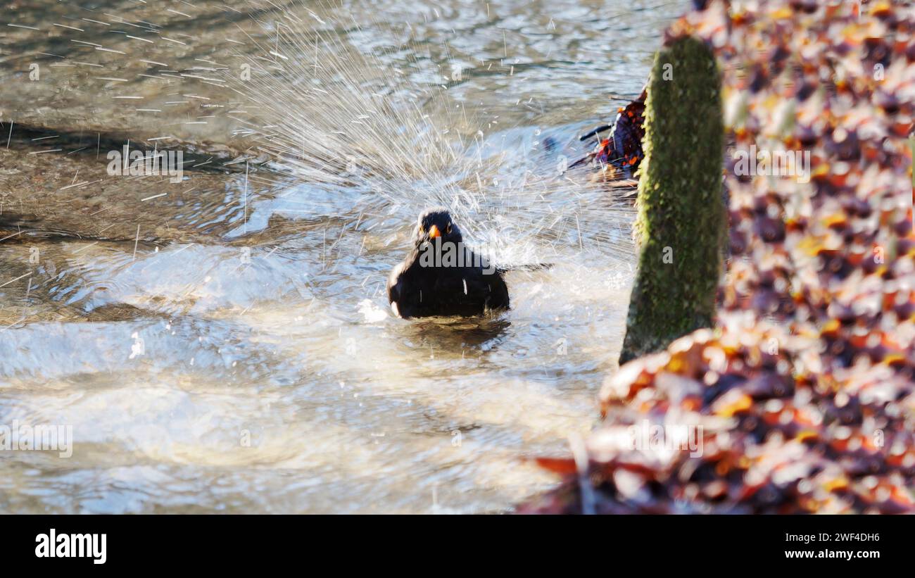Moorhen badet im Teich Stockfoto