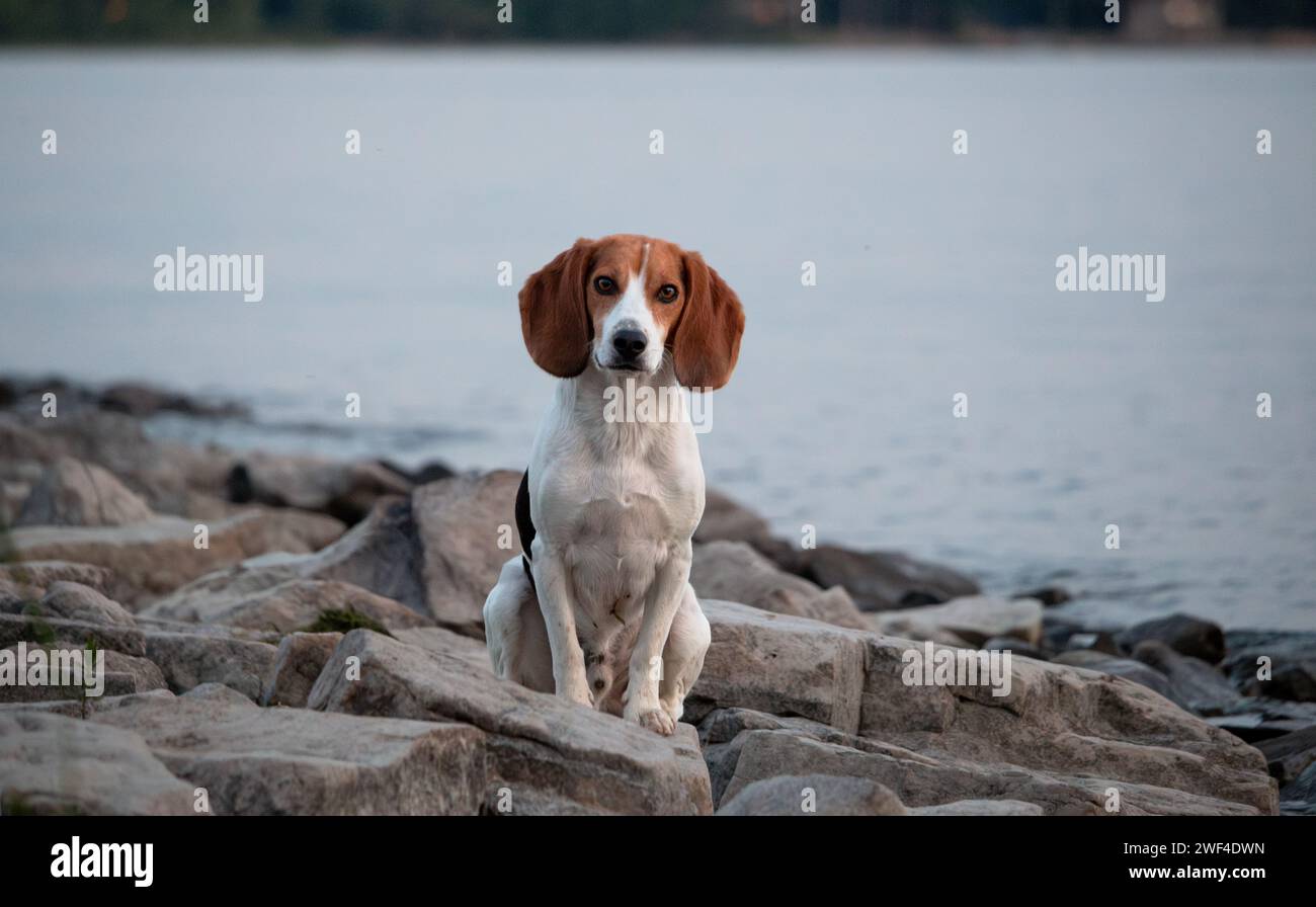 Beagle-Hund, der auf den Felsen am Wasser sitzt. Selektiver Fokus. Stockfoto