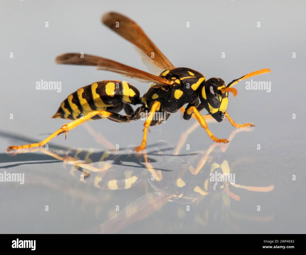 Spiegelwespe, europäische gemeinsame Wespe deutsche Wespe oder deutsche gelbe Jacke isoliert auf weißem Hintergrund in lateinisch Vespula vulgaris oder Germanica Stockfoto