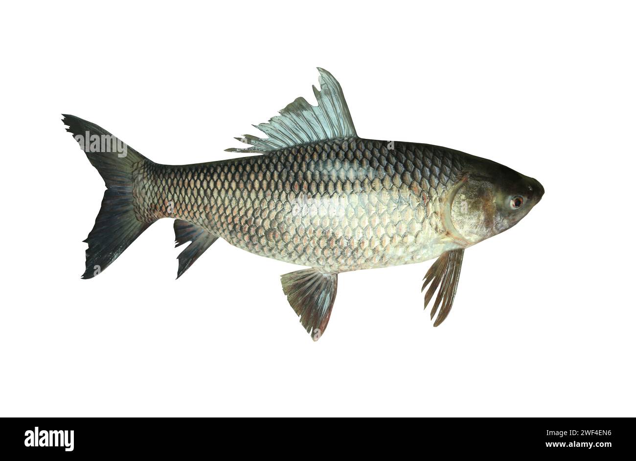 ROHU Fische oder Yisok Fische im Namen Thailands isoliert auf weißem Hintergrund und haben Schnittpfade. Stockfoto