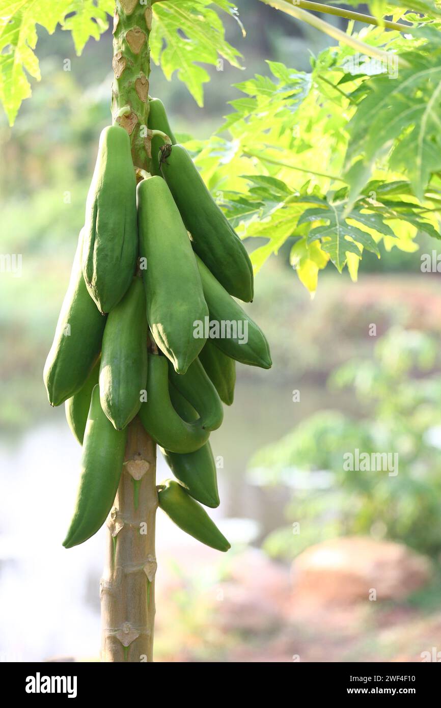 Grüne Papaya, die am Morgen nicht auf einem Baum im Obstgarten gereift ist. Stockfoto