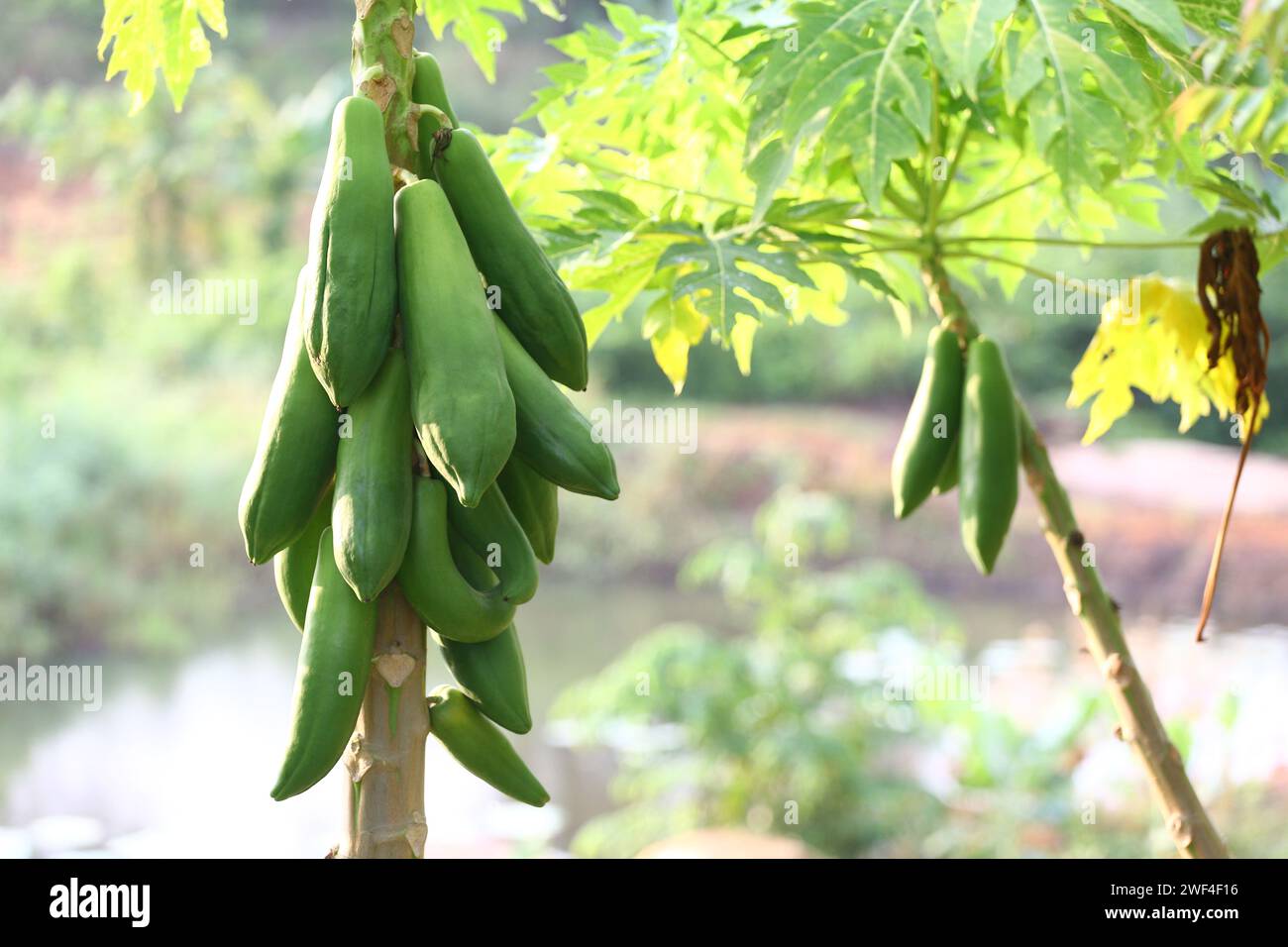 Grüne Papaya, die am Morgen nicht auf einem Baum im Obstgarten gereift ist. Stockfoto