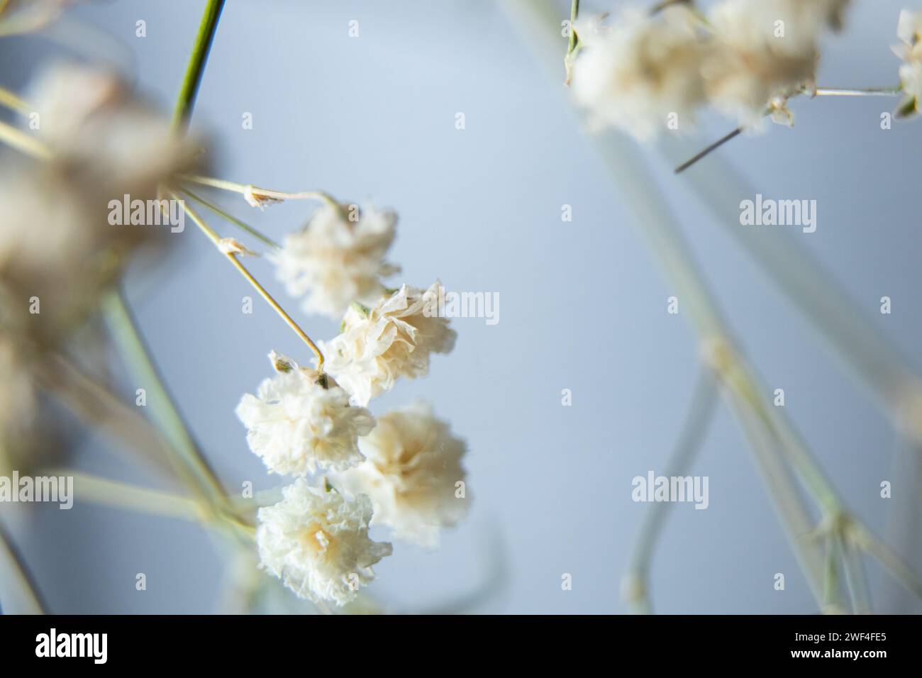 Zweig mit kleinen weißen trockenen Blüten auf dem Hintergrund eines Spiegels, Makrofoto, floraler Hintergrund Stockfoto