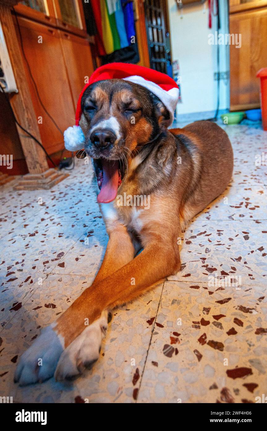 Gähnerhund trägt einen Weihnachtsmann-Hut Stockfoto