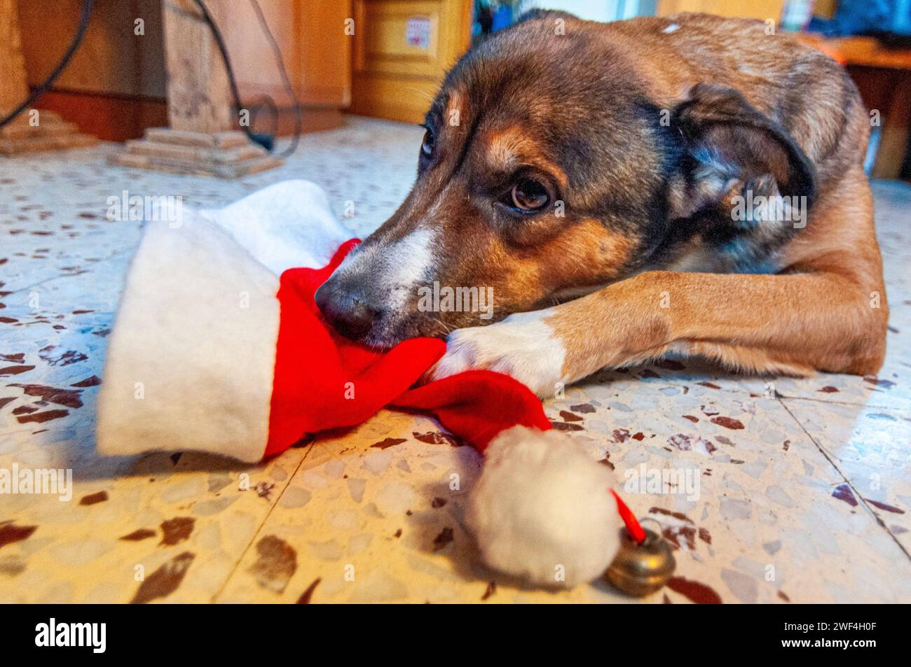 Der Hund hockt sich auf dem Hut des Weihnachtsmanns Stockfoto