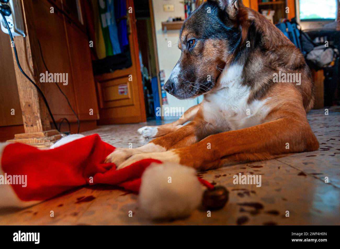 Gemischter Hund nahm den Hut des Weihnachtsmanns zum Spaß Stockfoto