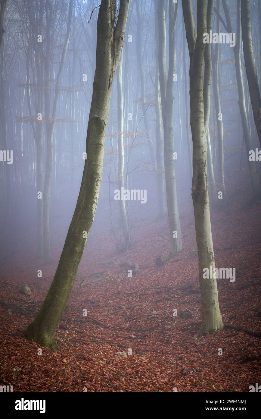 Ein magischer, herbstlicher Nebelwald mitten in Europa Stockfoto