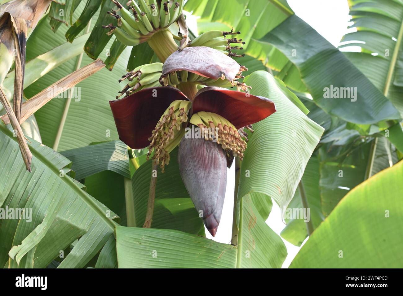 Wunderschöne Bananenblume, die an einem Bananenbaum hängt. Banane oder Musa Paradisiacal hat viele Vitamine und Nährstoffe Stockfoto