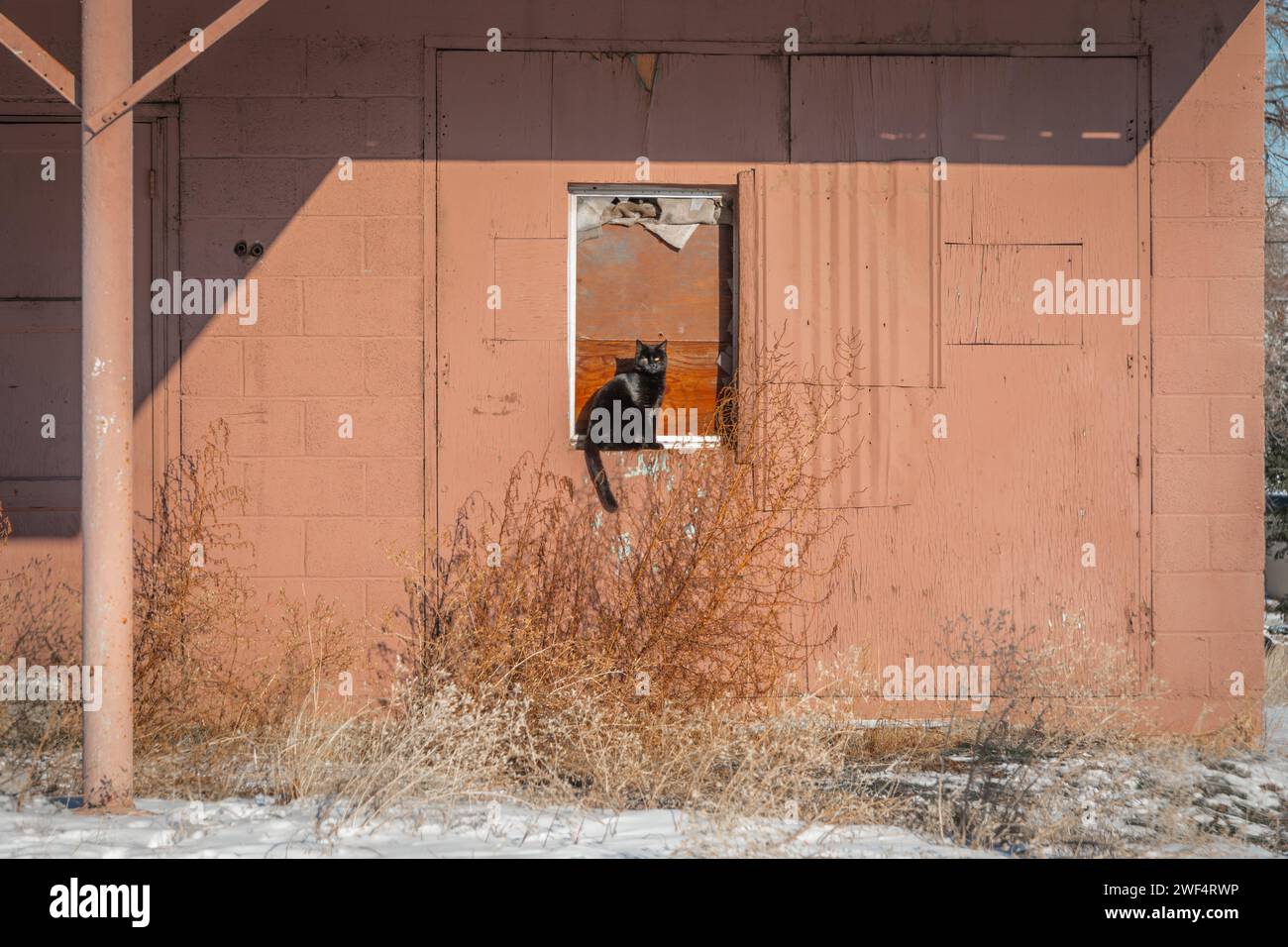 Pfirsichfarbene Wand eines Vintage-Gebäudes in der Farbe eines pfirsichfarbenen Fuzz mit schwarzer Katze, die im Fenster sitzt. Stockfoto