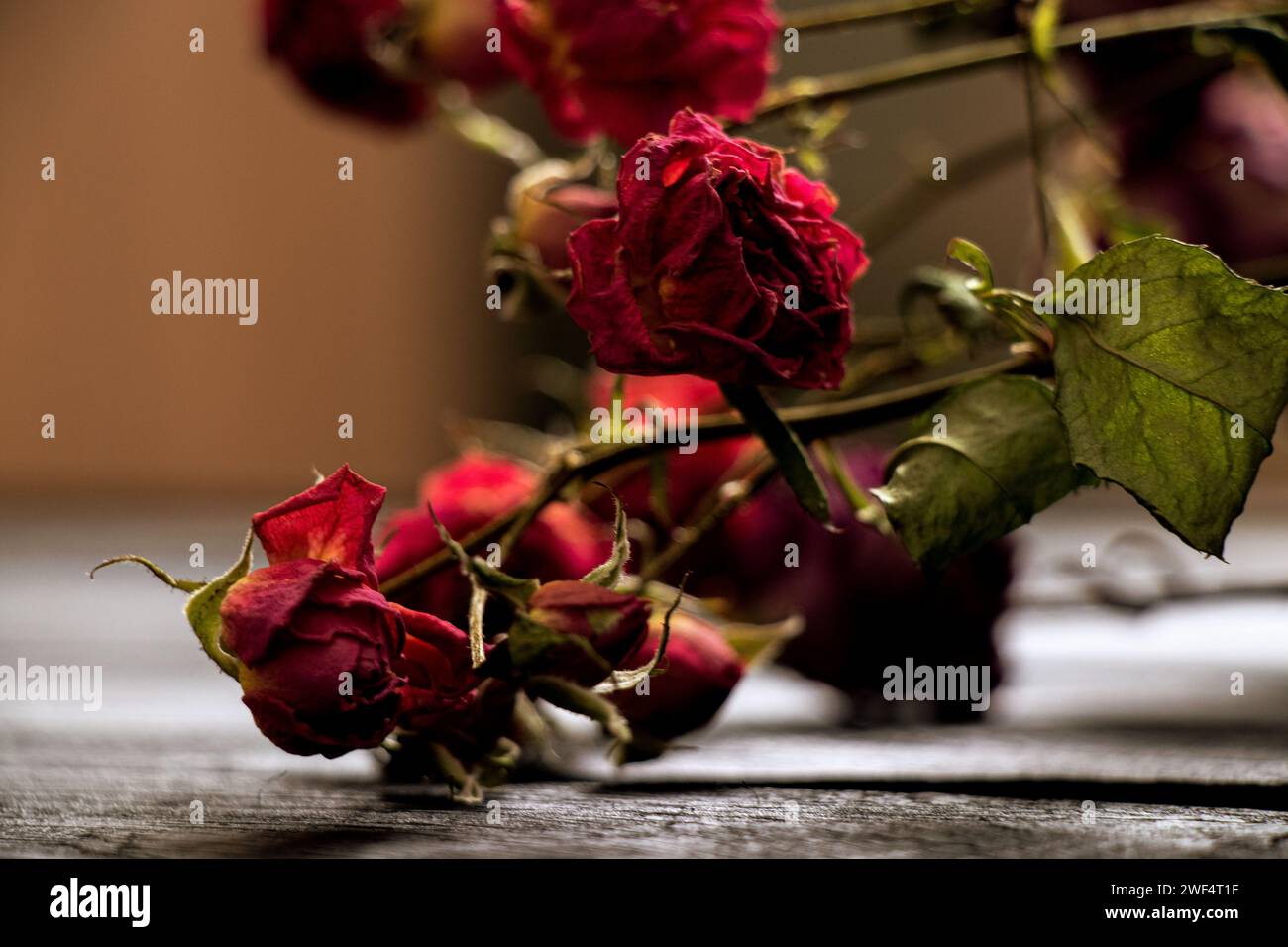 Rote trockene Rosen auf dem Tisch, ein Strauß getrockneter Blumen Stockfoto