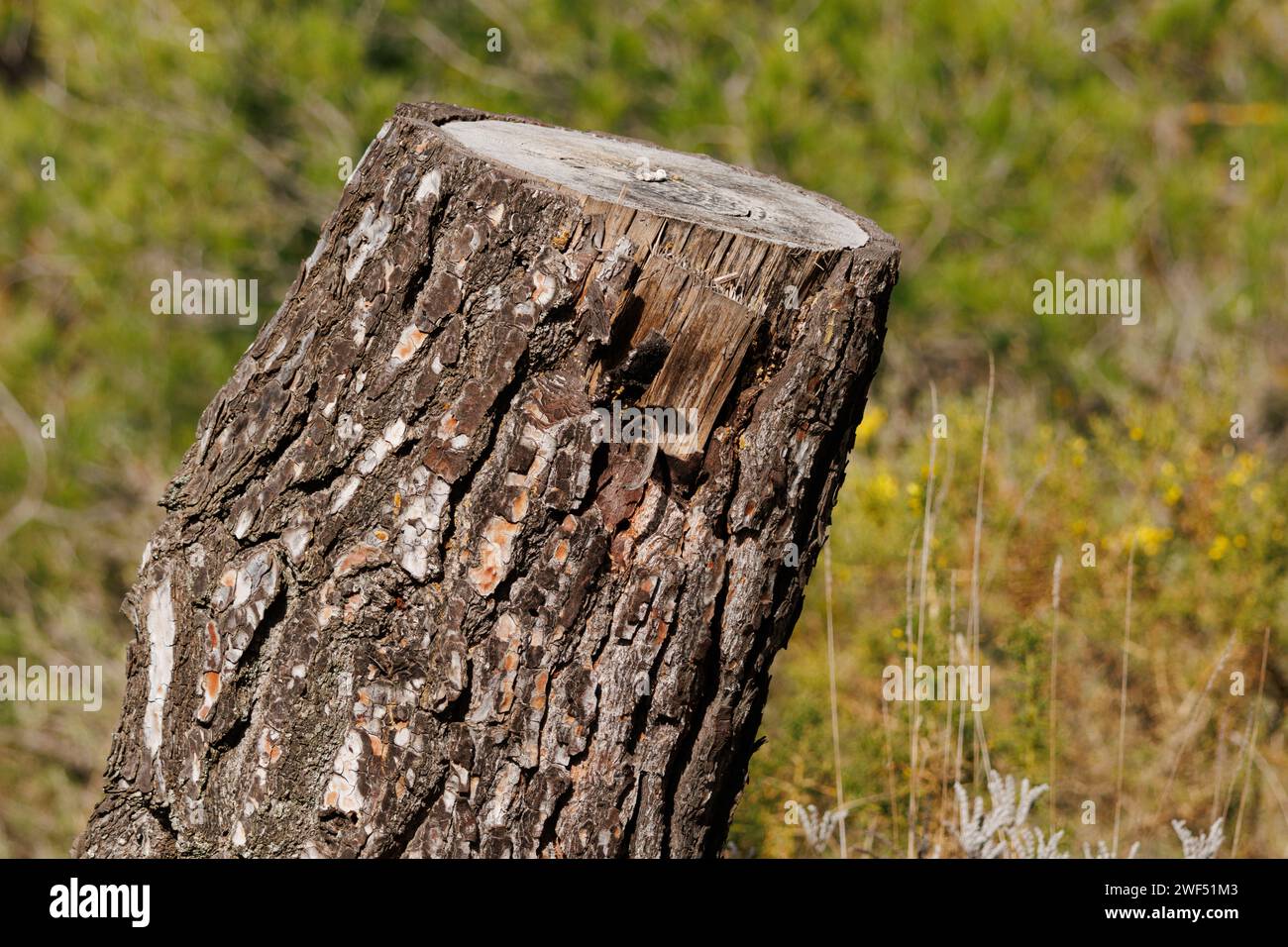 Kiefernstumpf mit Bokeh im Naturpark Sierra de Mariola, Spanien Stockfoto