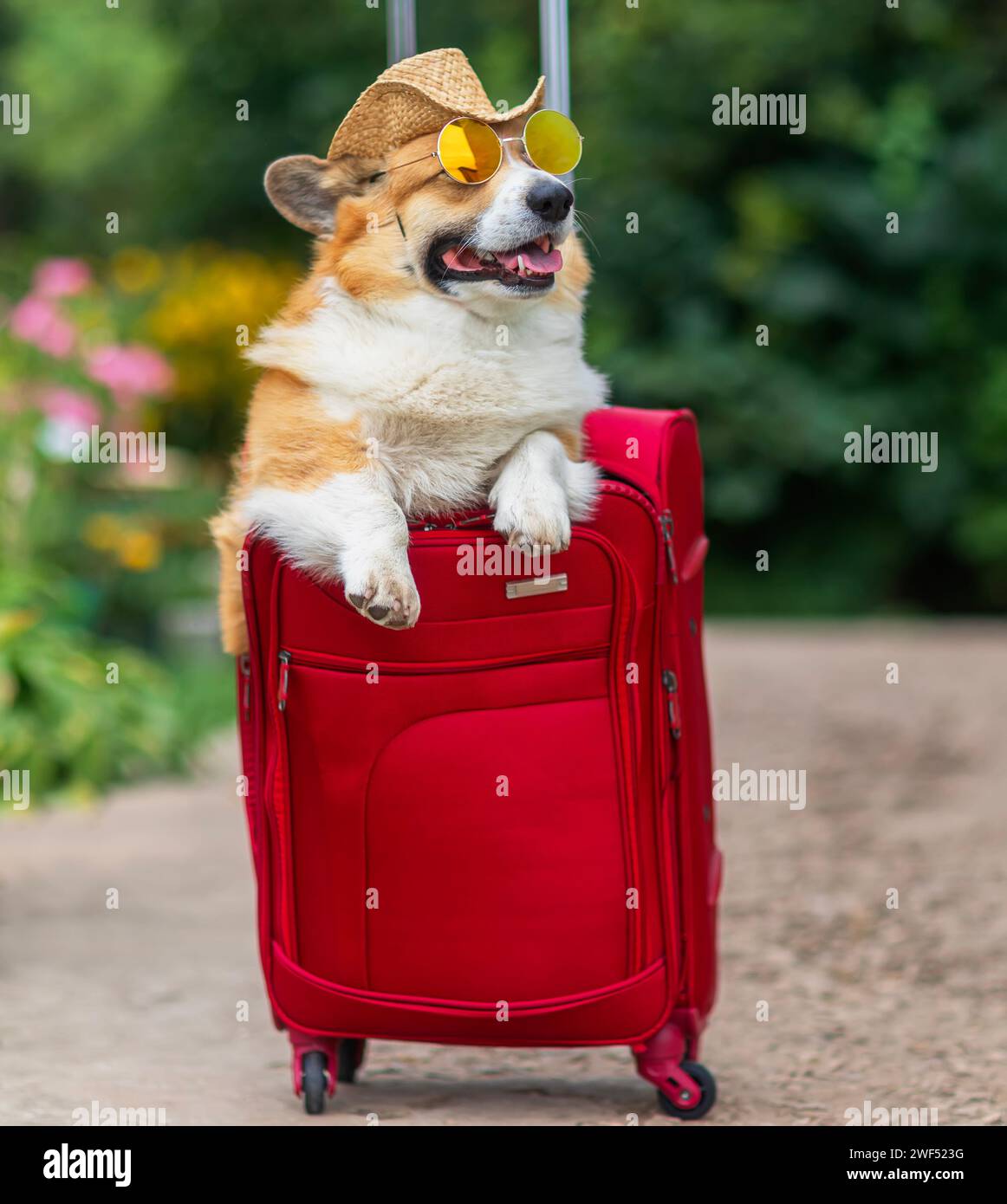 corgi Hund in Sonnenbrille blickt aus einem offenen roten Koffer für Reisen im Urlaub Stockfoto