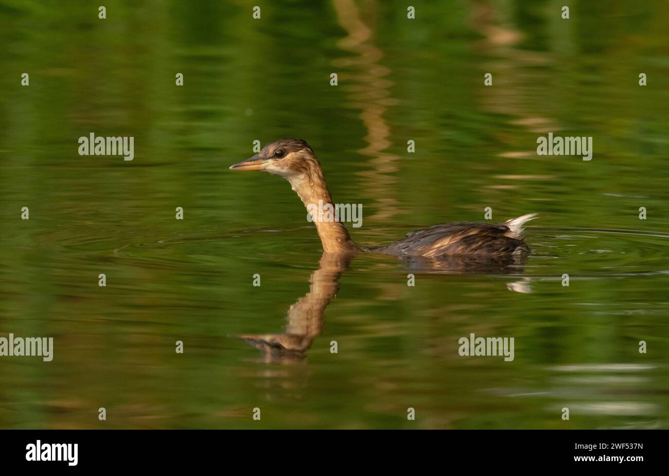 Trebbin, Deutschland. 30. Oktober 2022. 30.10.2022, Trebbin. Ein kleiner Grebe (Tachybaptus ruficollis) in einem schlichten Kleid schwimmt an einem sonnigen Herbsttag auf einem schmalen Fluss. Der Vogel, dessen Gefieder vom Tauchen nass ist, spiegelt sich in der Wasseroberfläche. Kredit: Wolfram Steinberg/dpa Kredit: Wolfram Steinberg/dpa/Alamy Live News Stockfoto