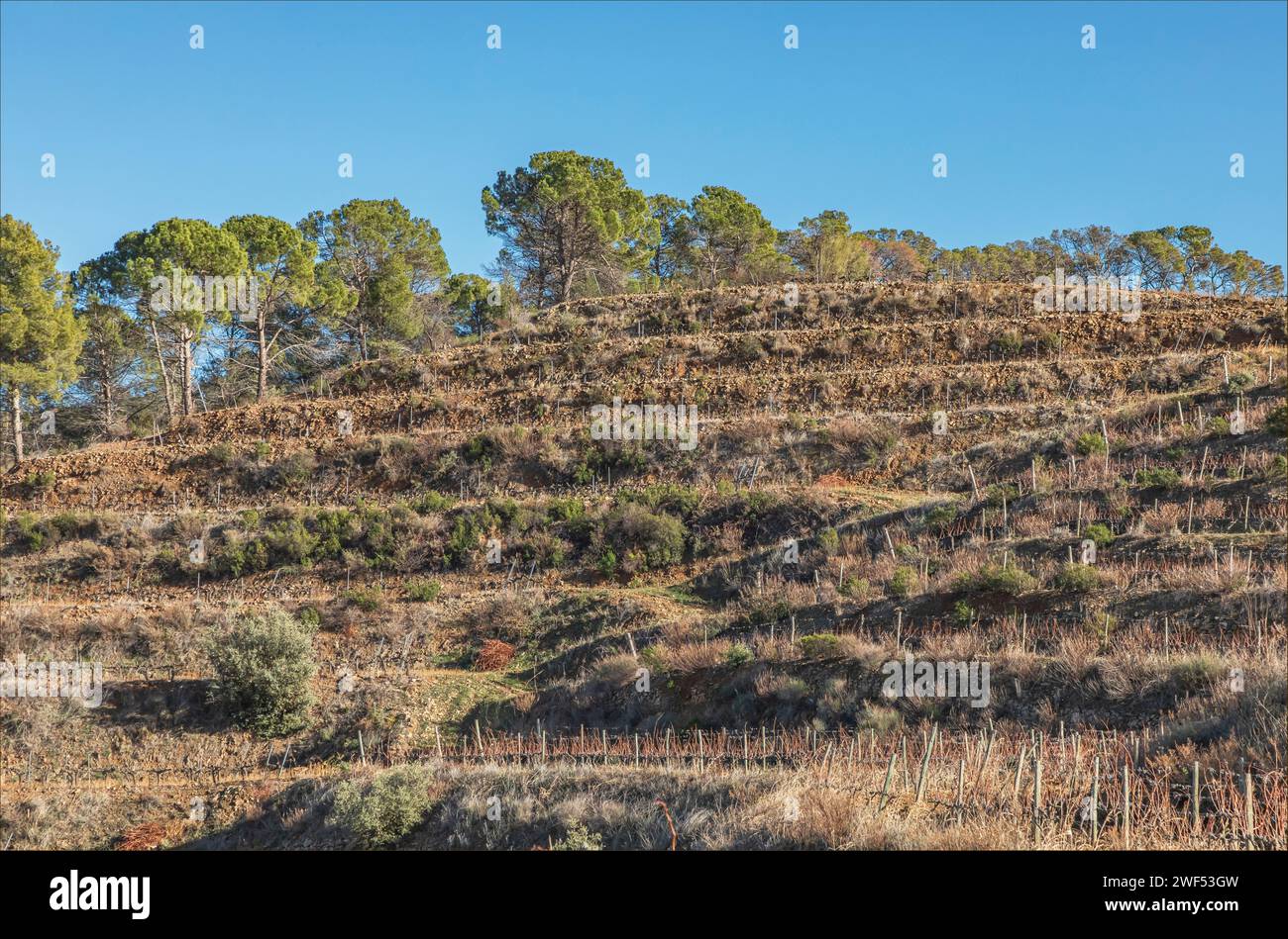 Blick nach oben auf die Weinberge in der Region Priorat in Spanien Stockfoto