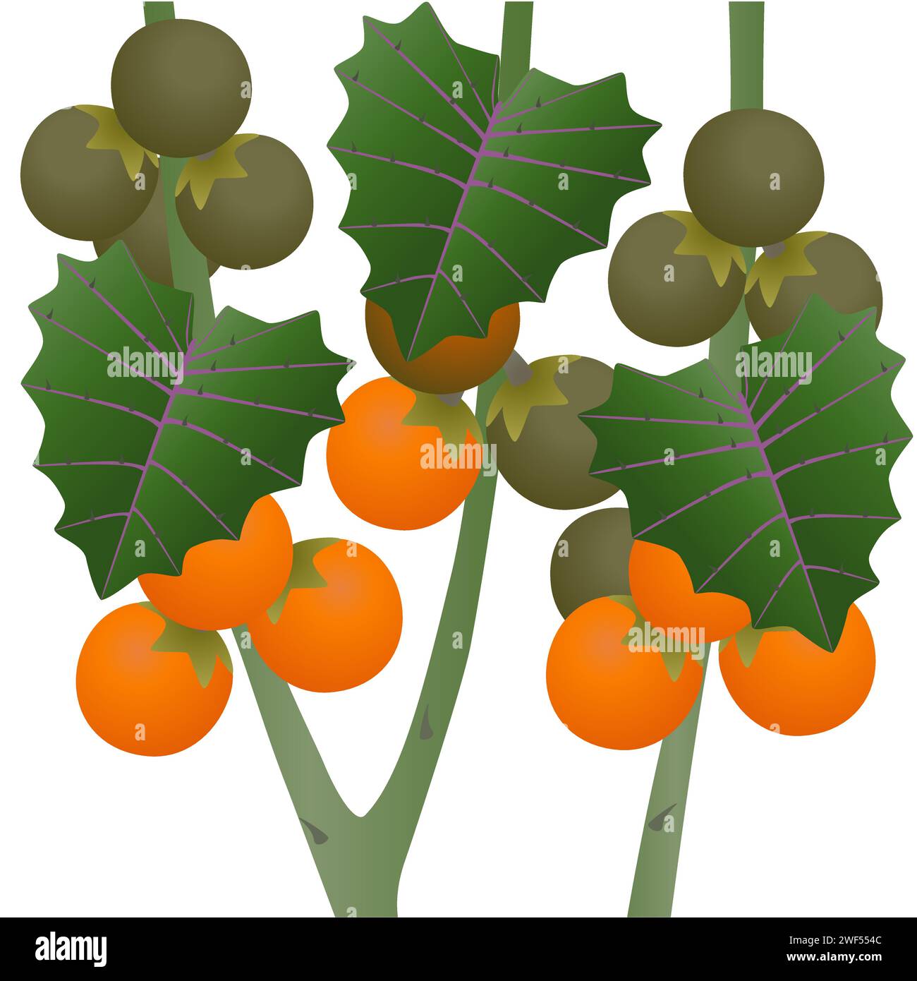 Naranjilla-Früchte auf Stielen mit Blättern auf weißem Hintergrund. Stock Vektor