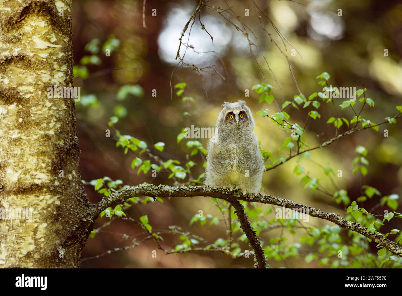 Flauschige Langhaareule (asio otus), die auf dem Birkenzweig sitzt. Vogel im Naturraum, Tschechien Stockfoto