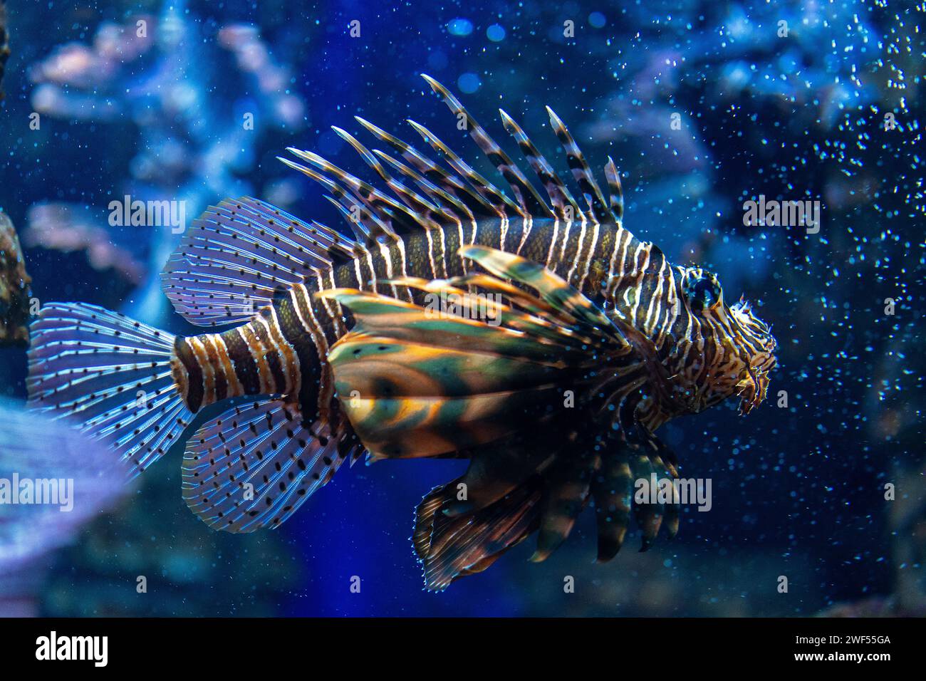 Porträt eines Löwenfisches, oder Teufelsfisches, der auf einem blauen Wasser schwimmt. Stockfoto