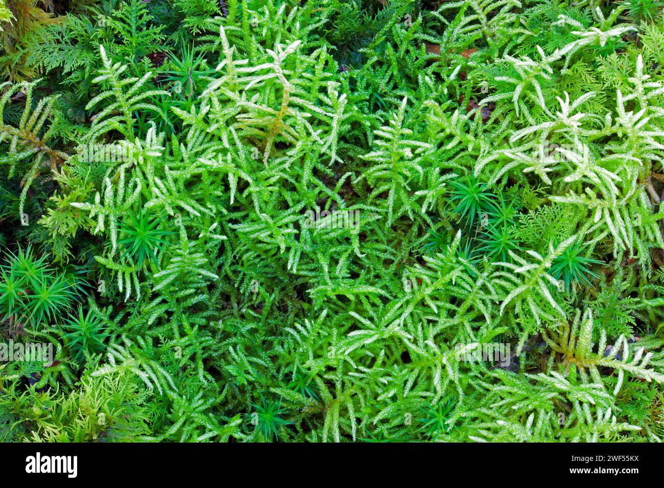 Pseudoscleropodium purum (ordentliches Federmoos) ist in einer Reihe von Lebensräumen zu finden, einschließlich saurem und kalzifiziertem Gras und Heide. Stockfoto