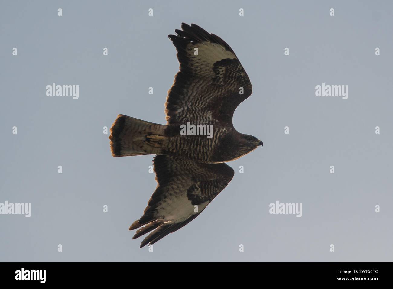 Ein Bussard (Buteo buteo) mit den Flügeln, die nach hinten gefegt wurden, auf der Suche nach Beute. Fotografiert in Tunstall Hills, Sunderland, Nordostengland Stockfoto